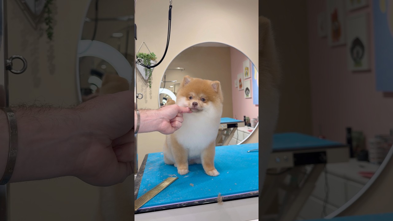 A very EXCITED Pomeranian #dogs #doggrooming