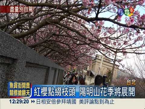 陽明山花季將展開 小年夜起交管