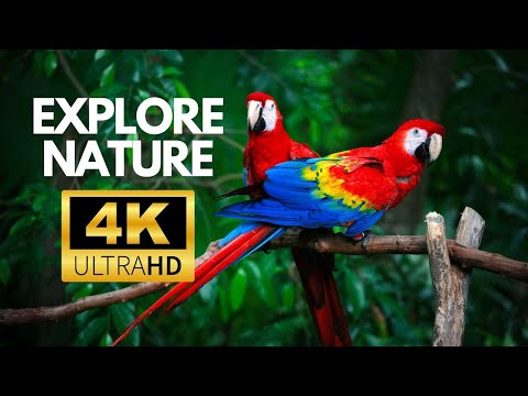 Stunning Macaw Parrot 4K Video with Calm Music