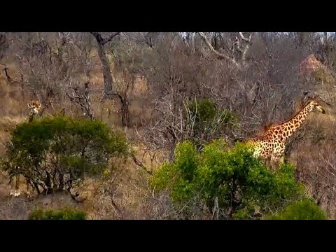Giraffes walked by the dam at Djuma Cam 10/3/25