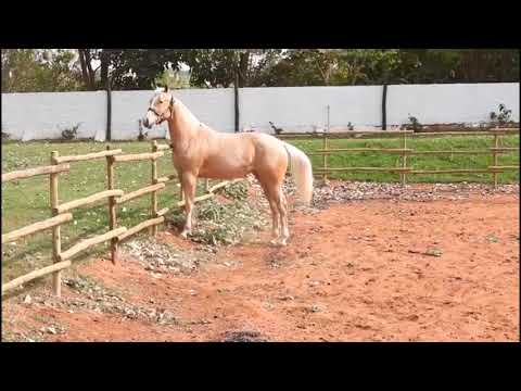 18   WIMPY ROSU DUAL