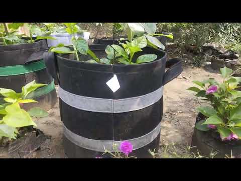 Geo Textile Grow Bag # Geo Bag # Grow Bag #