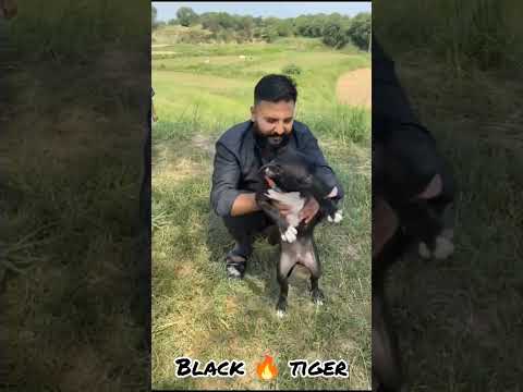 Awan Hunting Group Chuntra #hunting #dog #shorts