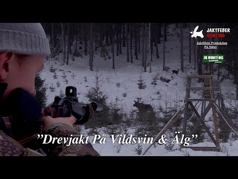 "Drevjakt På Vildsvin & Älg"
