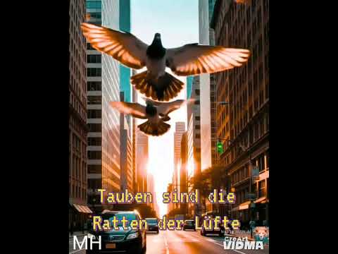 Tauben in der Stadt, das sind die Ratten der Lüfte 