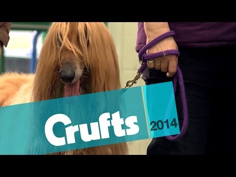 Obreedience at Crufts | Crufts 2014