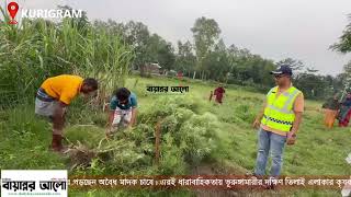 গাঁজা চাষে স্বাবলম্বী সেই চরের মানুষ দেখ...