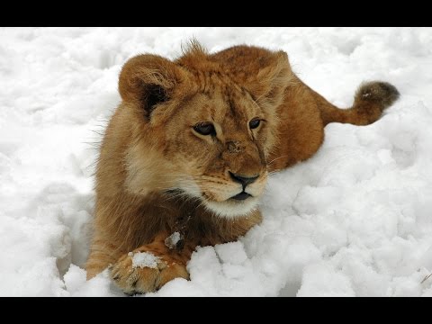 Guan Yu - Joust With TinyBear :D