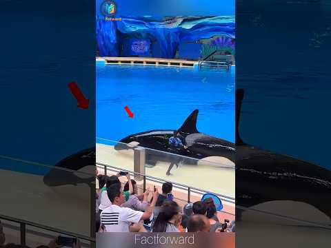 Smart Orca’s Clever Trick! 🐋🐟#shorts