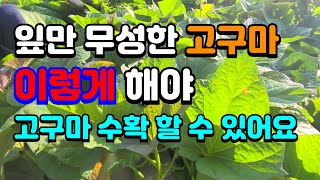 장마철에 고구마 잎이 무성하고 줄기만 자라면 고구마가 달리지 않아요. 영양제주고 고구마줄기 못자라게 관리해요…