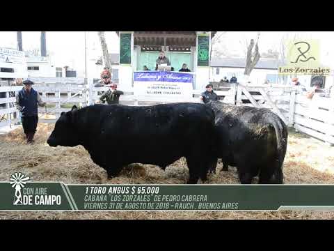 Resumen del remate de Cabaña Los Zorzales de Pedro Cabrera - Viernes 31 de agosto de 20148 - Rauch