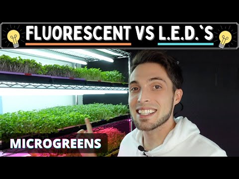 T5 GROW Lights vs CHEAP T5 LED’s - Microgreen Lighting Experiment (Brussel Sprout)