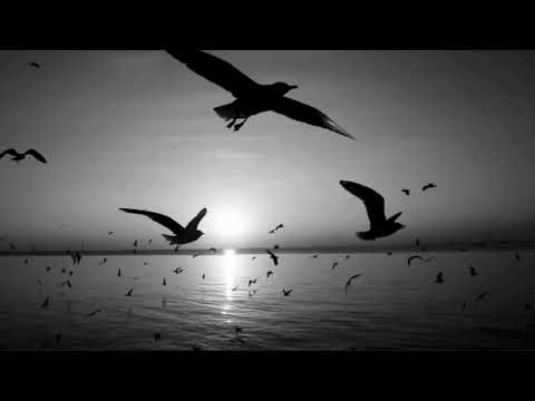 Vox x Igor Popović   Moja ljubav je tvoja spot