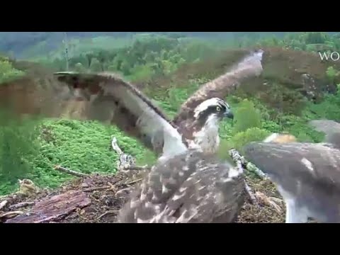 Breakfast arrives on the Loch Arkaig Osprey nest 30 Jul 2020