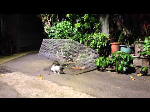 8:52完整版 Feral cat TNR Neighborhood Cats Drop Trap 20141002