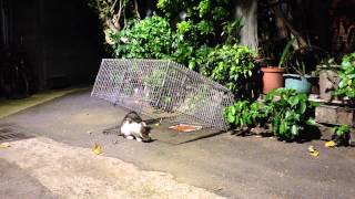 8:52完整版 Feral cat TNR Neighborhood Cats Drop Trap 20141002