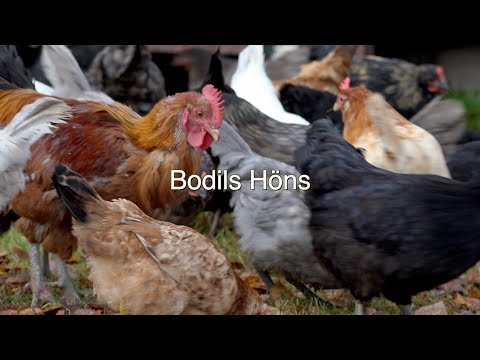 , title : 'Bodils höns'