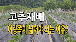 고추밭 이랑폭이 넓어야되는 이유? 고추재배 이랑넓이는 어느정도가 적당할까