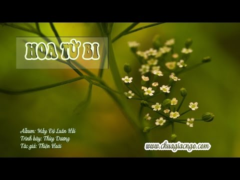 Hoa Từ Bi