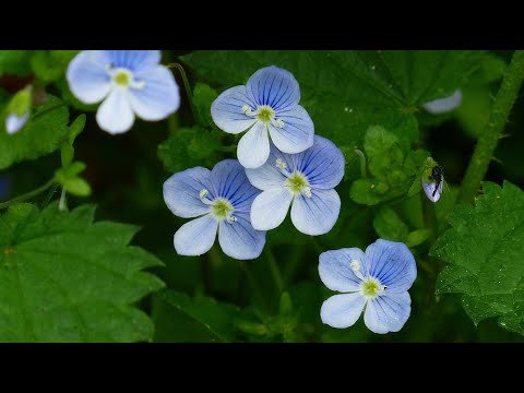 Die Heilkraft des Ehrenpreis: Einfach selber nutzen!