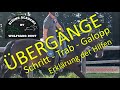 F37 Übergänge Reiten Genau Erklärt Schritt Trab Galopp Mit Richtiger Hilfengebung Reiterfehler