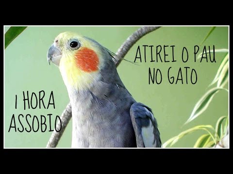 ASSOBIO CALOPSITA - ATIREI O PAU NO GATO