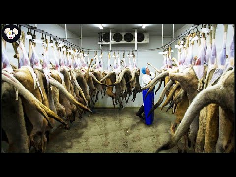 , title : 'Processing Kangaroo Meat in the Factory - Technology Processing  That Are At Another Level'