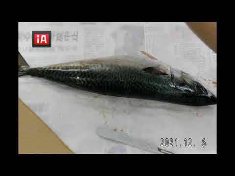 発酵食品学科 アニサキス探し