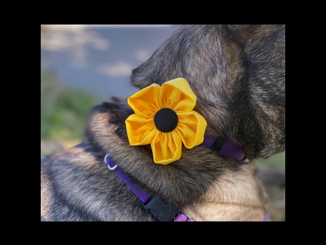 Vídeo relacionado con BIPY Collar para perros pequeños, flores, lazos, cachorros, gatos, collar floral, accesorios deslizables, accesorio de aseo desmontable para disfraz, cumpleaños, boda, festival, 4 Count (Pack of 1