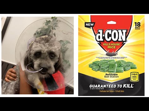 My dog ate Rat Poison: d-CON