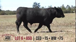 Edgewood Angus Lot 6