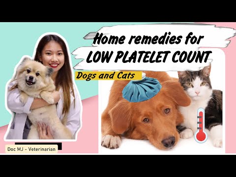 LOW PLATELET COUNT IN DOGS and CATS || HOME REMEDIES
