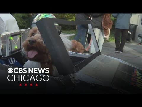 Doggie Halloween party held in Streeterville - YouTube