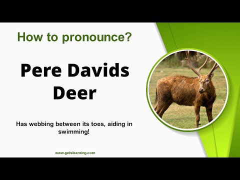 How to pronounce (Pere Davids Deer) in English correctly