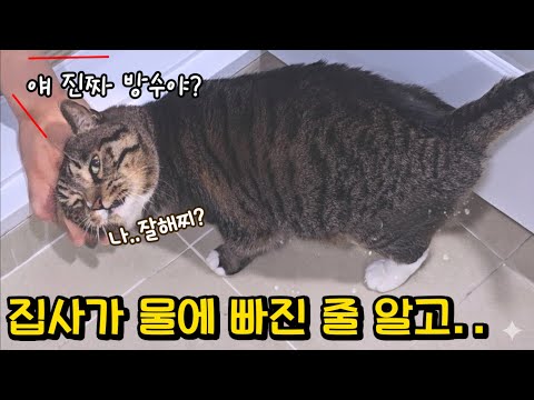 물에 빠진 집사를 본 고양이의 놀라운 행동