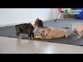 French Bulldog dogs for sale: Buckee - Video 1