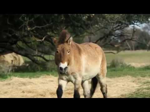 , title : 'RIDE Documentaries: History of the Horse - Przewalski's Horse'