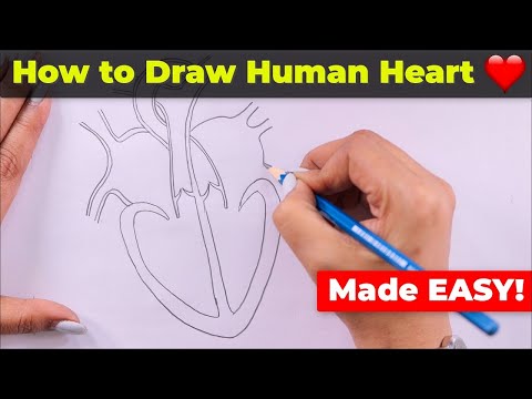 How to Draw Human Heart Easily