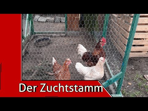Der Zuchtstamm | Alles zum Thema Hühnerhaltung