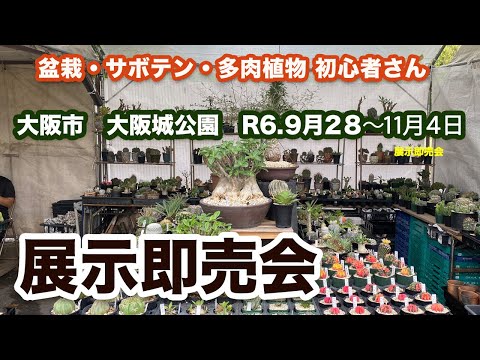 イースターサボテン 植物