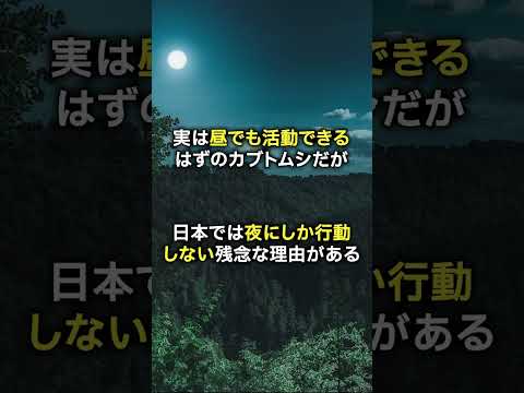 フィロキセラ (Dactylosphaera vitifoliae)