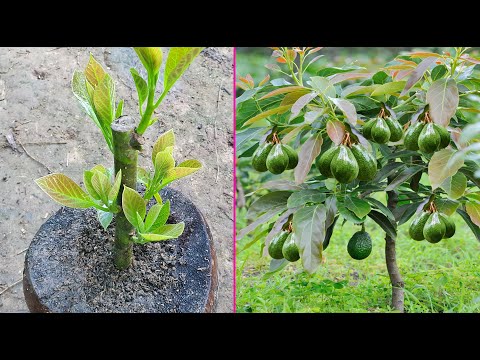 , title : 'Avocado Growing Fast With Natural Aloe Vera | Best Method Grafting Avocado Tree'