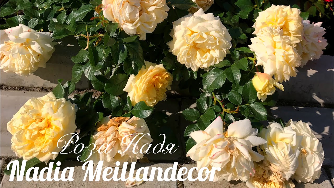 Красивые розы. Роза Надя Меяндекор в полном цвету (3 зона)