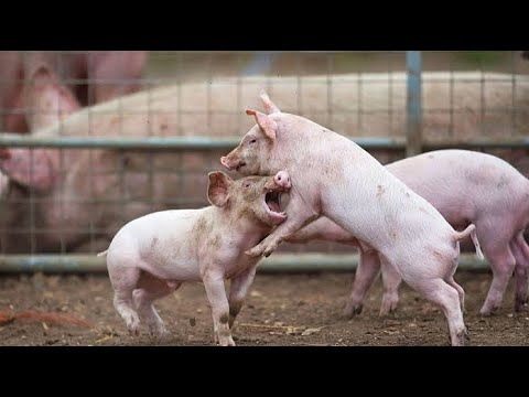 How To Handle AGGRESSION and Fights Amongst Pigs