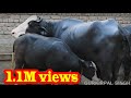 Hand Milking Of Champion Nili Ravi Buffalo From Punjab