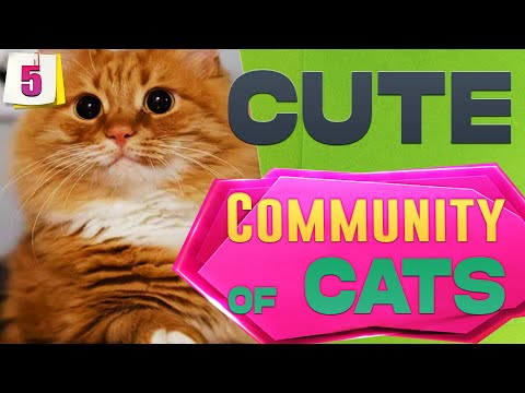 🐱My Big Cat Family: Liusia, Jiulia & Igior