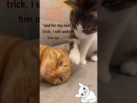 And for My Next Trick… I’ll Wake Him Up! 🐱😂 #CatComedy#FunnyCats #CatTricks #CatShorts #shorts #fypシ