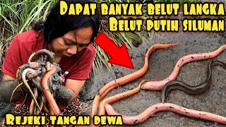 Download lagu TANGAN DEWA SELALU HOKI DAPAT BELUT PUTIH ALBINO HASIL ALAM mp3