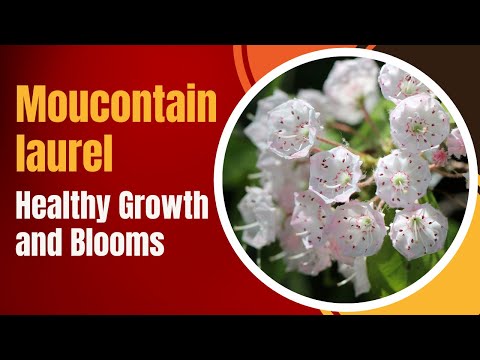 Mountain Laurel (Kalmia latifolia) Care: Tips for Healthy Growth and Blooms
