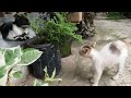 Cute Calico Kitten Got Angry With Tuxedo Cat Purr Factories
